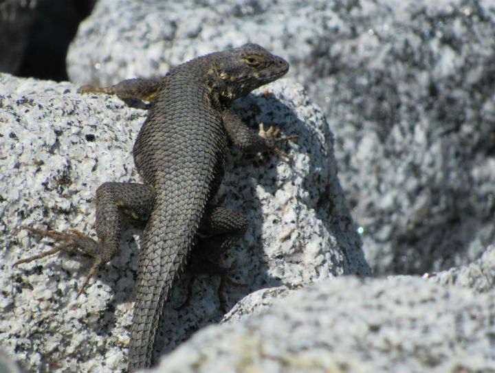 Sierra Fence Lizard 